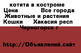 котята в костроме › Цена ­ 2 000 - Все города Животные и растения » Кошки   . Хакасия респ.,Черногорск г.